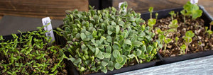 5 Exotic Microgreens!