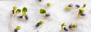 Basil Seeds