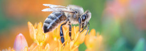 bee pollinating flower