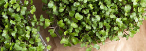 Broccoli Microgreens