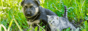 Cat and Dog sitting on grass