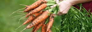 A person holding a bunch of freshly harvested carrots