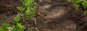 carrots growing in rich soil