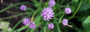 Chives (Allium)