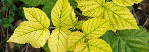 chlorosis raspberry leaves