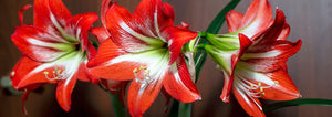 Christmas Amaryllis Blooms