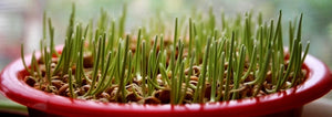 Christmas Wheatgrass Growing