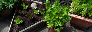 Container Vegetable Garden