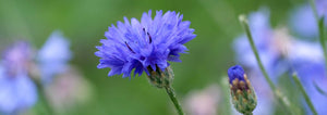 cornflower