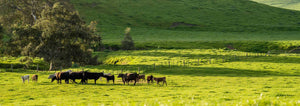 Cows Grazing