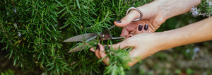 Cutting Rosemary