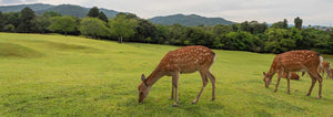 deer grazing