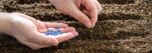 direct sowing seeds