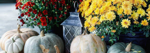 Fall blooming chrysanthemums