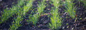 wheat growing in small rows