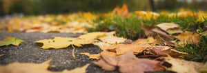 fall leaves on sidewalk