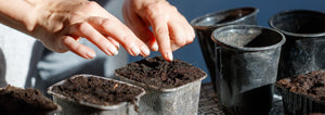 hands planting seeds in small pots