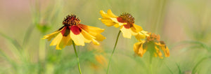 Garden Bed Flowers