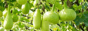 gourds hanging from a support