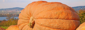 Giant Pumpkin Swiss Contest Winner