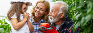 Grandpa Handing Granddaughter a tomato in the garden