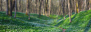 clover ground cover under trees