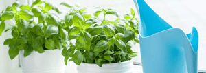 basil growing in a window pot