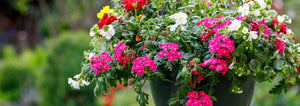 hanging basket full of flowers