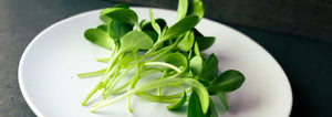 Healthy Sunflower Microgreens