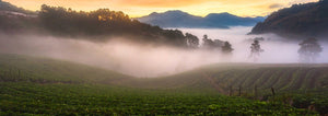 steamy foggy field