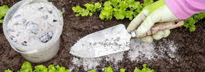 gardener sprinkling wood ash as organic insect repellent