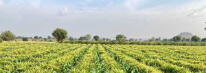 intercropping with corn