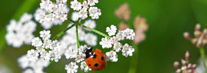 Lady bug on flower