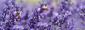 lavender and bees