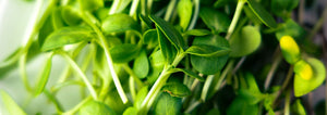 Sunflower Microgreens Close-up