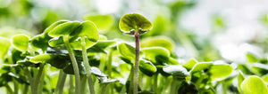 Fertilizing Microgreens!