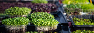 trays of microgreens growing in a greenhouse