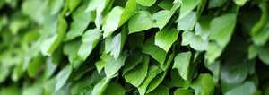 Wall of green ivy