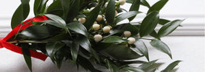 Mistletoe leaves and white berries