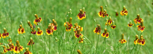 Mexican Hat Flower Meadow