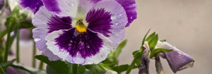 pansy with summer rain drops