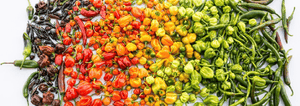 assortment of peppers arranged from purple to red and greens