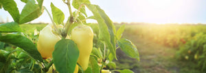 peppers in a field