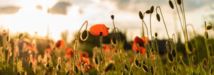 poppies in a field