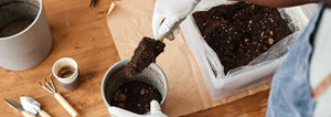 adding potting soil to a clay pot