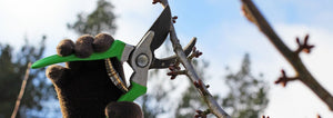 Pruning fruit trees