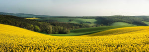 What is Rapeseed vs Canola