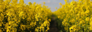 Rapeseed cover crop field