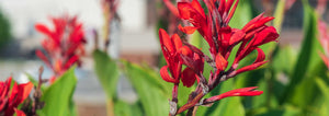 Red Canna Lily