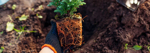 transplanting a small tree